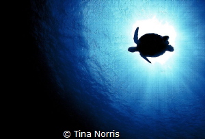 Turtle Silhouette by Tina Norris 
